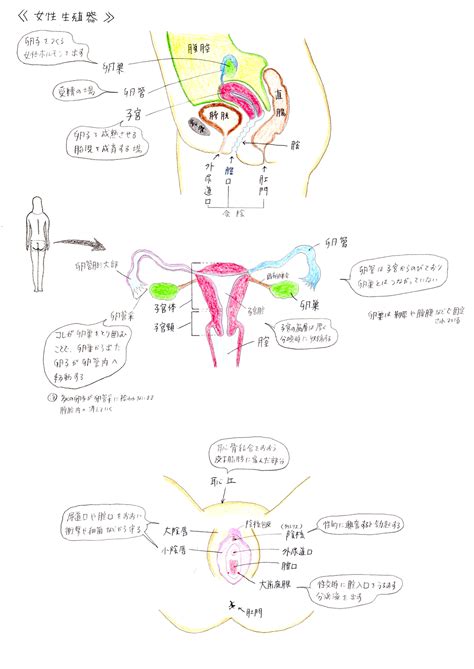 陰地位置|女性外生殖器